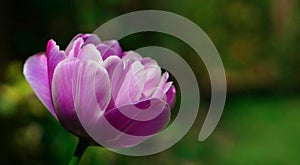 A bright purple tulip in the spring garden