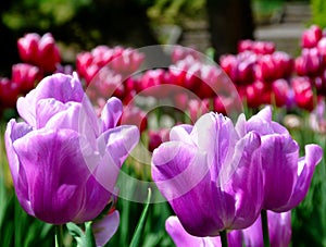 Bright purple tulips in close-up view with red and green blurred background