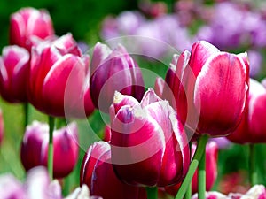 Bright purple tulips in close-up view with red and green blurred background