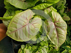 The bright and purple veined leaves of Syngonium Chiffon Allusion