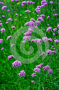 Bright purple Verbena bonariensis flowers