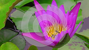 Bright purple water lily flower in which bees collect nectar, close-up