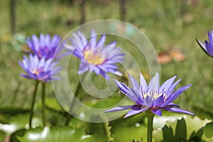 Bright purple water lily in a pond