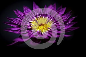 A bright purple water lily in the pool