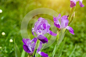 Bright purple, white, blue and violet blooming Iris xiphium Bulbous iris, sibirica on green leaves ang grass background