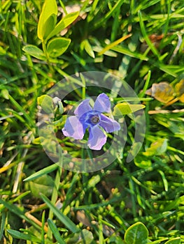 Bright Purple Wild Flower