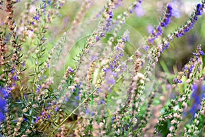 Bright purple wild flowers in soft focus and with beautiful bokeh, natural background and texture