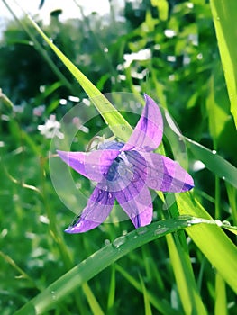 A Bright purple wildflowe photo