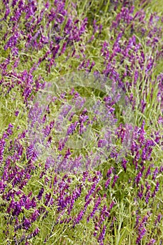 Bright Purple Wildflowers