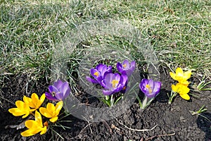 Bright purple and yellow flowers of Crocus vernus