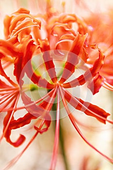 Bright Radial Red - red spider lily - cluster amaryllis