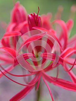 Bright Radial Red - red spider lily - cluster amaryllis