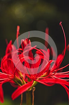 Bright Radial Red - red spider lily - cluster amaryllis