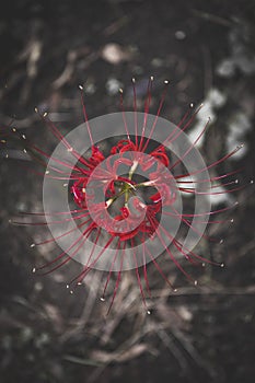 Bright Radial Red - red spider lily - cluster amaryllis