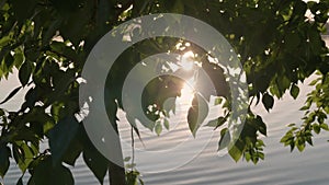 bright radiate rays of sun through poplar leaves over water