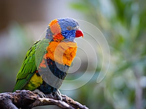 Bright Rainbow Lorikeet parrot