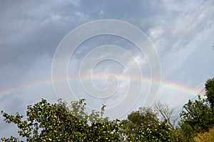 Bright rainbow in the summer over the apple orchard