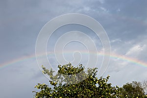 Bright rainbow in the summer over the apple orchard