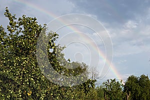 Bright rainbow in the summer over the apple orchard
