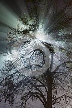 The bright rays of a lantern shine through the branches of a tree at night in the fog. Vertical orientation.