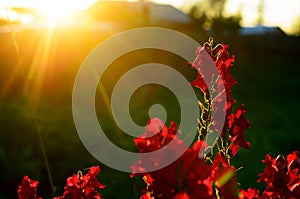 Bright rays of the setting sun at sunset illuminate the red flower buds Snapdragon in the garden area