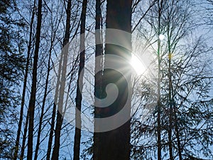 Bright rays of the sun break through the branches of the trees