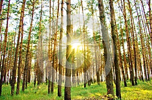 Bright rays of sunlight in the trees in the forest in summer