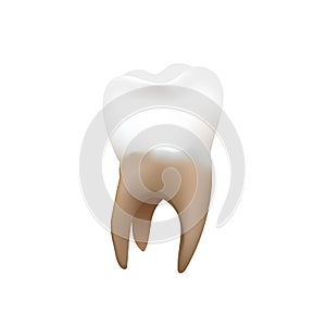 Bright realistic premolar, human tooth isolated on white