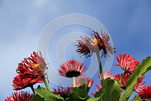 Bright red African daisies with blue skies