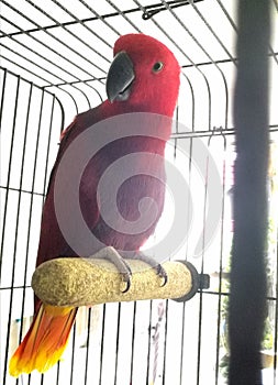 Bright red African parrot