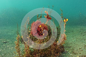 Bright red algae of temperate Pacific