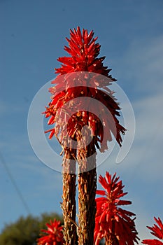 Bright red aloes against a blue sky
