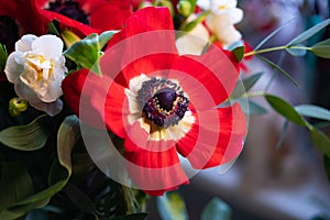 Bright red anemone, bush narcissus branch with gentle blurred background