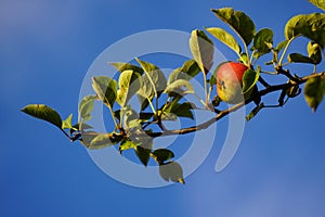 Bright red apple high above the viewer - a healthy temptation