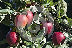 Bright red apples