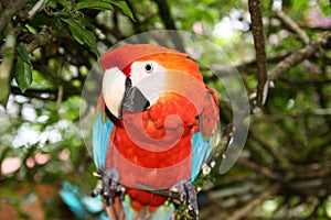Bright red ara parrot