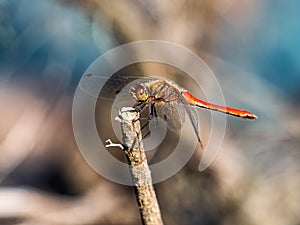 Bright red Autumn Darter dragonfly on a stick 2