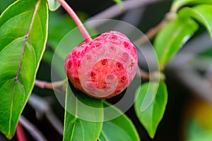Bright red autumn fruit on a cornus kousa tree or flowering dogwood in a garden