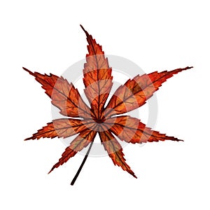 Bright red autumn leaf of a japanese maple tree, hand drawn watercolor illustration isolated on white background.