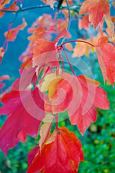 Bright red autumn leaves in the Blue Mountains of Australia