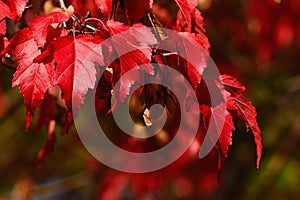 Bright red autumn leaves of decorative maple tree, seeds whirlybird seeds also caled samaras typical for Acer genus visible in upp photo