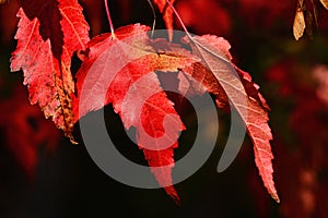 Bright red autumn leaves of decorative maple tree, seeds whirlybird seeds also caled samaras typical for Acer genus visible in upp photo