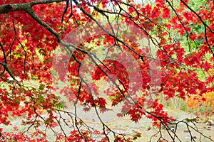 Bright red autumn leaves of maple tree