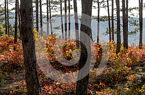 Bright red autumn leaves of scumpia in pine forest