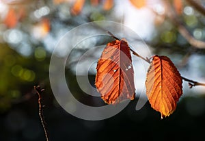 Bright Red autumn leaves with shallow focus,  Branches with orange leaves with blurry sunlight in evening background,  Autumnal in