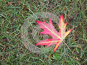 Bright red autumn maple leaf in the grass