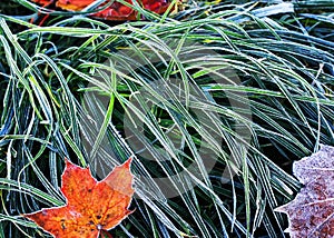 Bright red autumn maple leaves lie on the grass covered with col