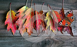 Bright red autumn oak leaves on a wooden table and a colorful butterfly. colorful autumn background