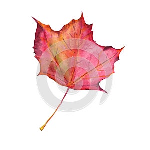 Bright red autumn round leaf from maple tree, watercolor illustration isolated