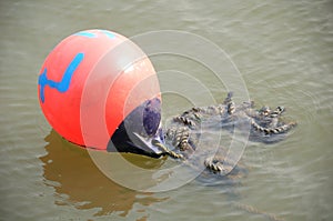 A bright red ball buoyant float securing rope on murky water